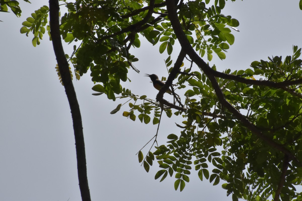 Palawan Sunbird - ML642721065