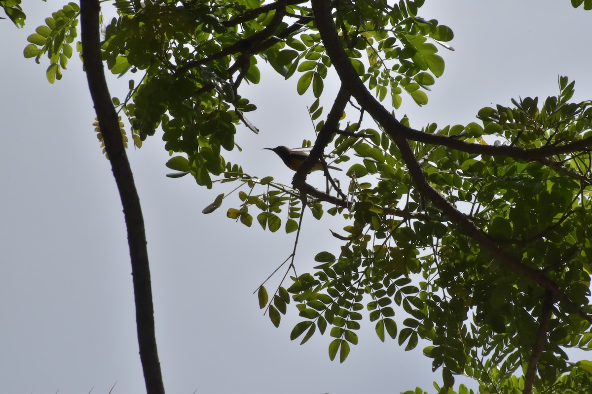 Palawan Sunbird - ML642721066