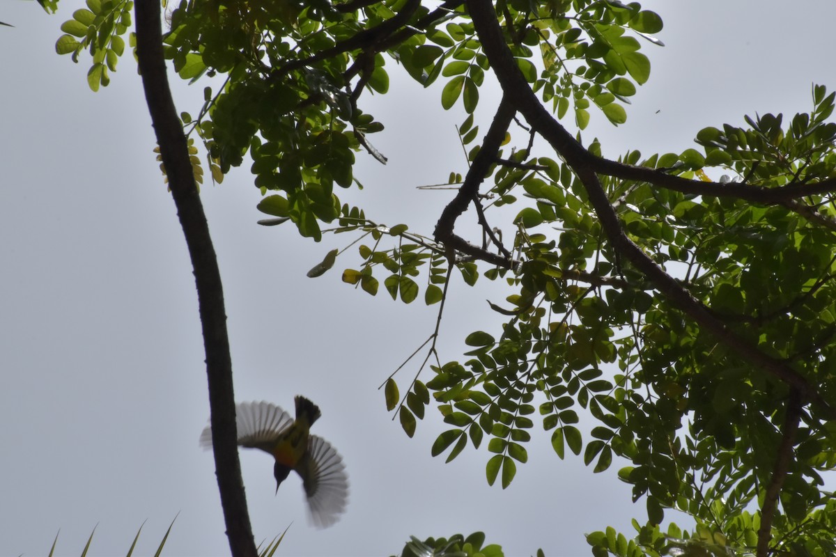 Palawan Sunbird - ML642721067