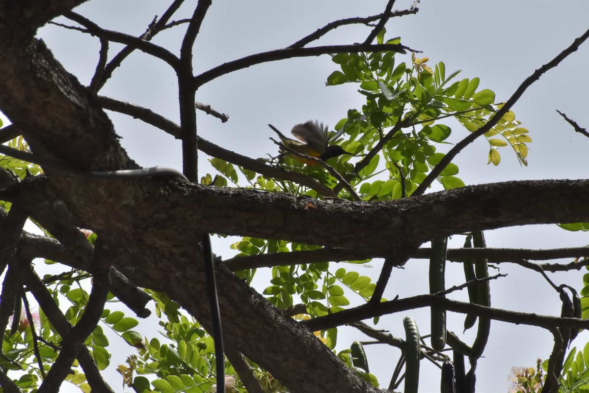 Palawan Sunbird - ML642721068