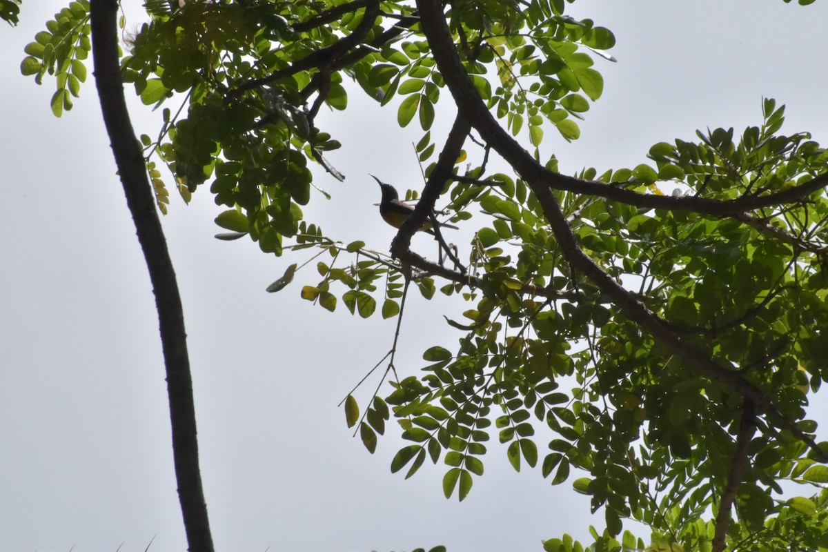 Palawan Sunbird - ML642721069