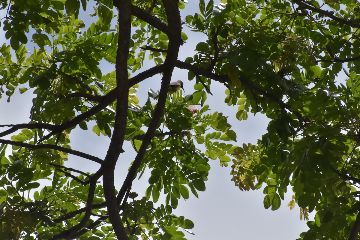 Palawan Sunbird - ML642721070