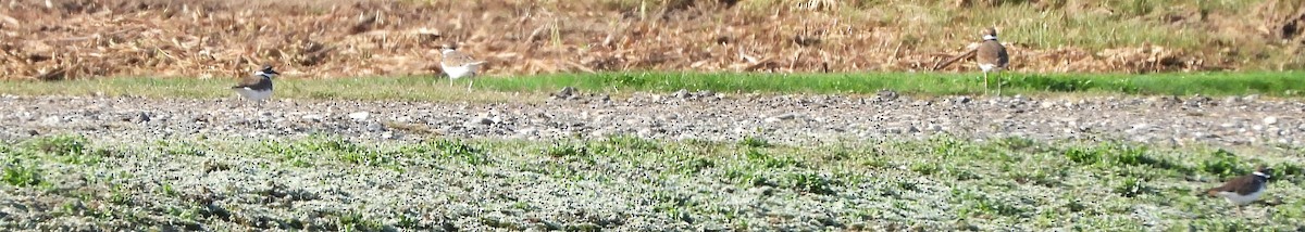 Killdeer - ML642721078