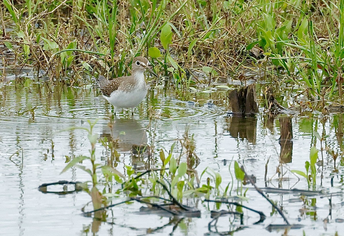 Einsiedelwasserläufer - ML642721080