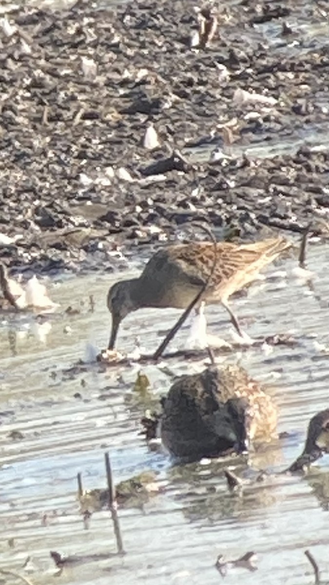 Long-billed Dowitcher - ML642721081