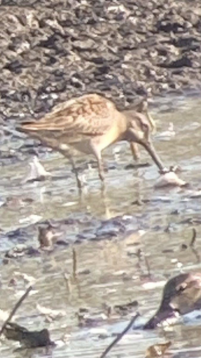 Long-billed Dowitcher - ML642721082