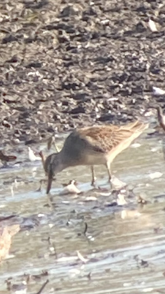 Long-billed Dowitcher - ML642721083