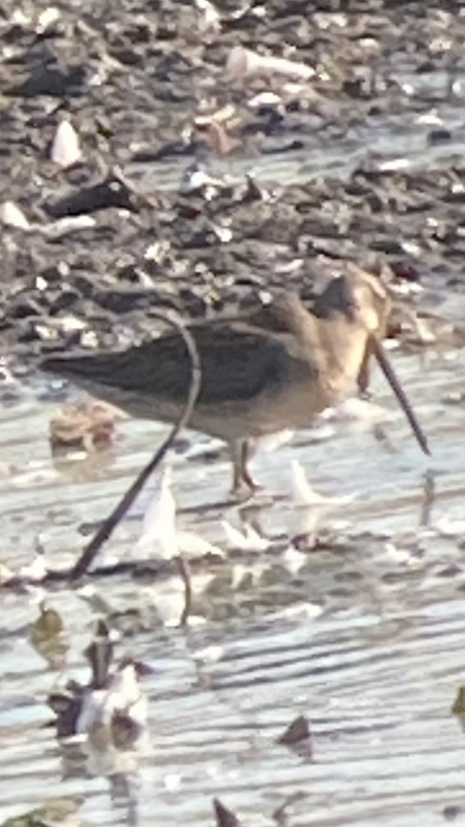 Long-billed Dowitcher - ML642721084