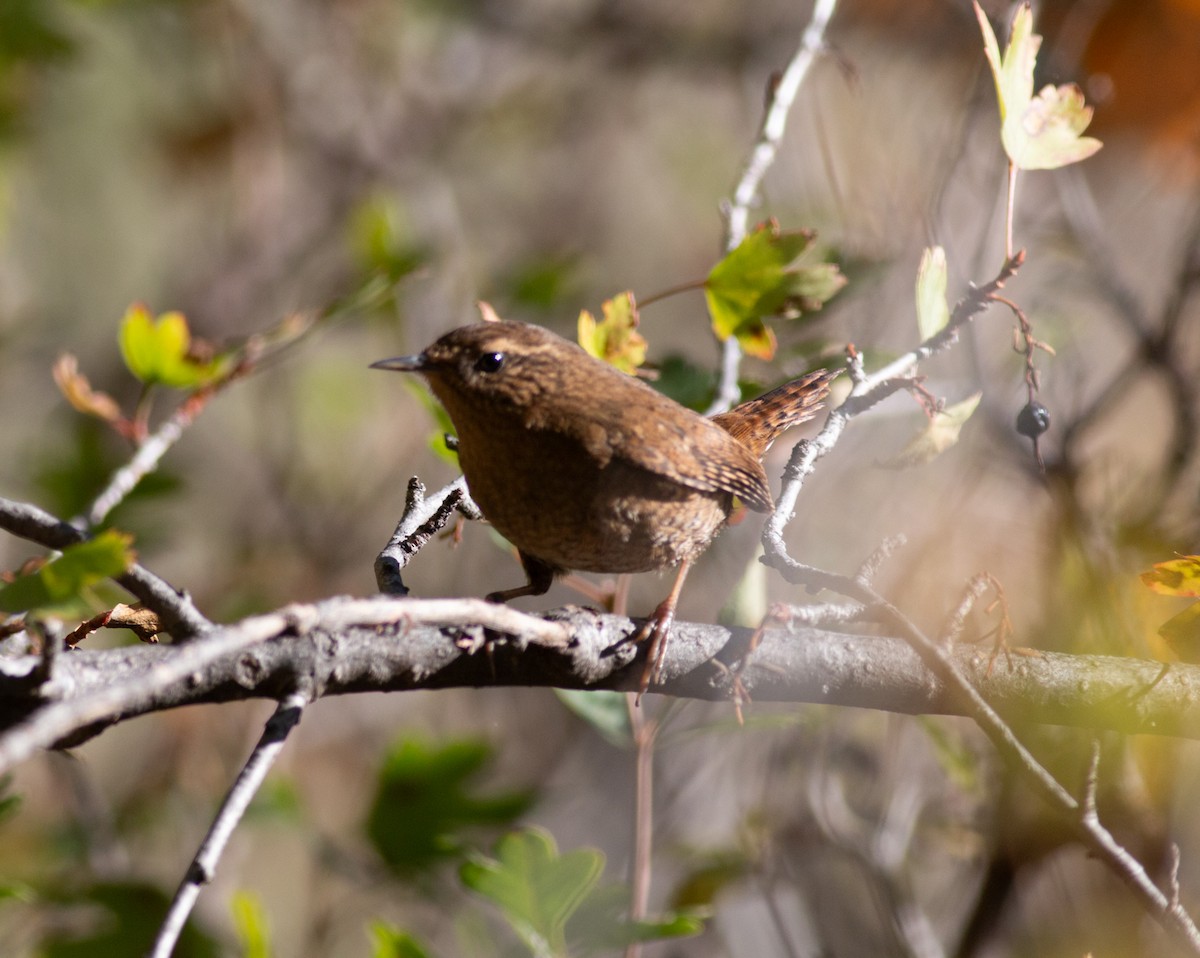 Pacific Wren - ML642721157