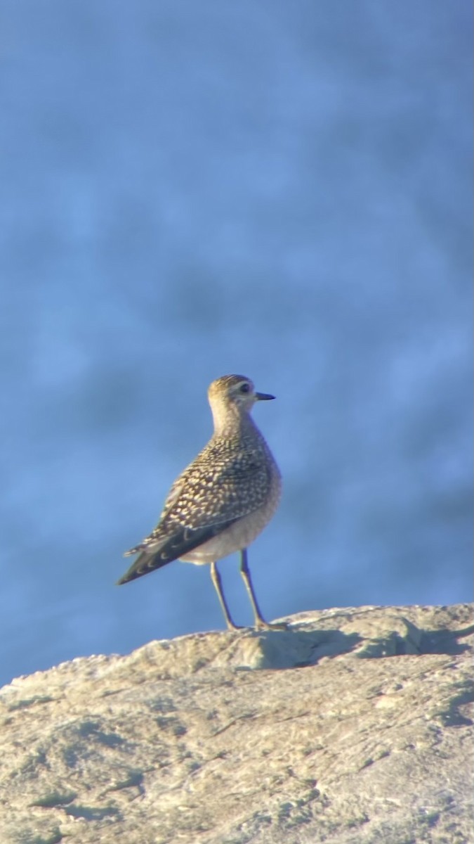 American Golden-Plover - ML642721162