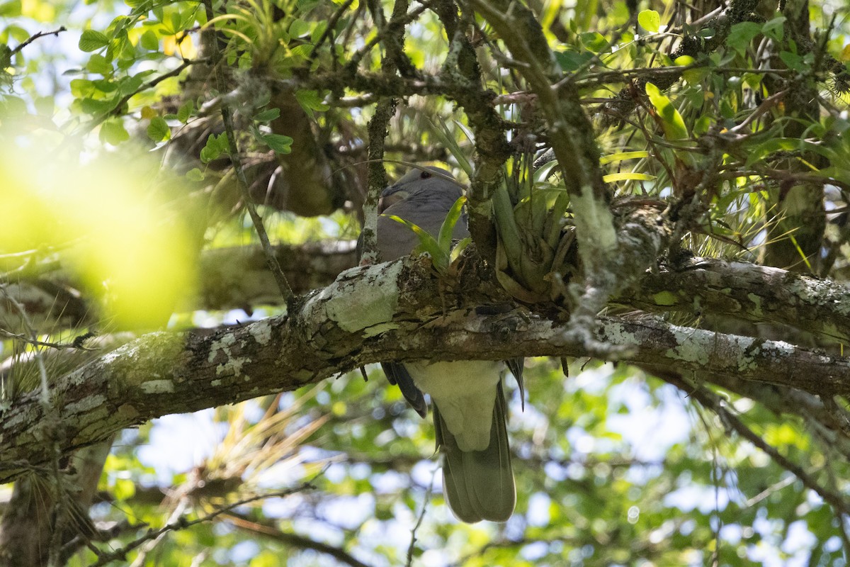 Ring-tailed Pigeon - ML642721173