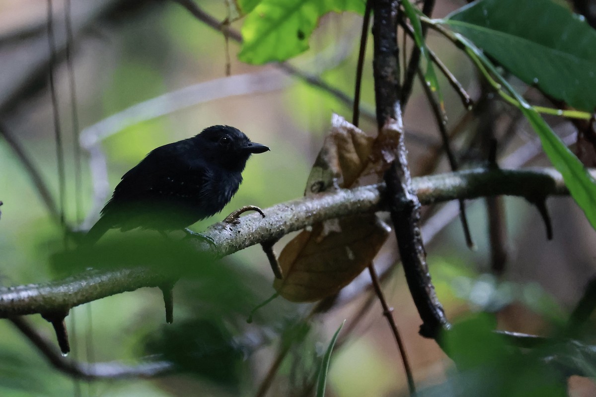 Black-hooded Antshrike - ML642721174