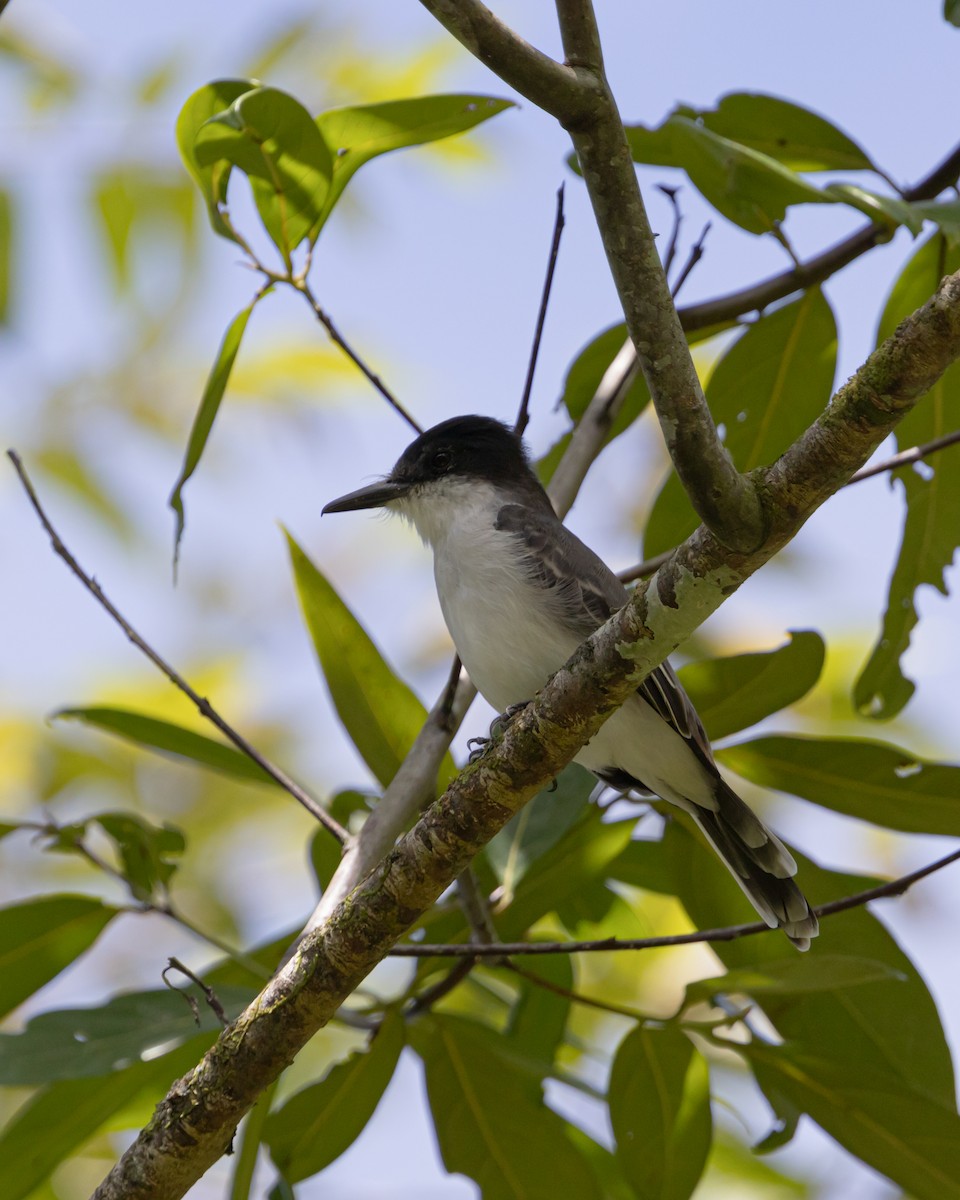 Loggerhead Kingbird - ML642721194