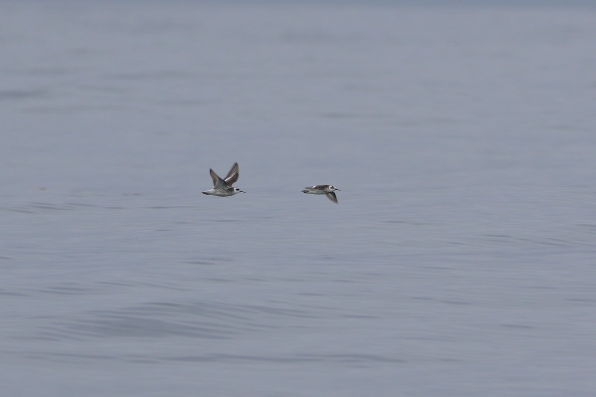 Red-necked Phalarope - ML642721197