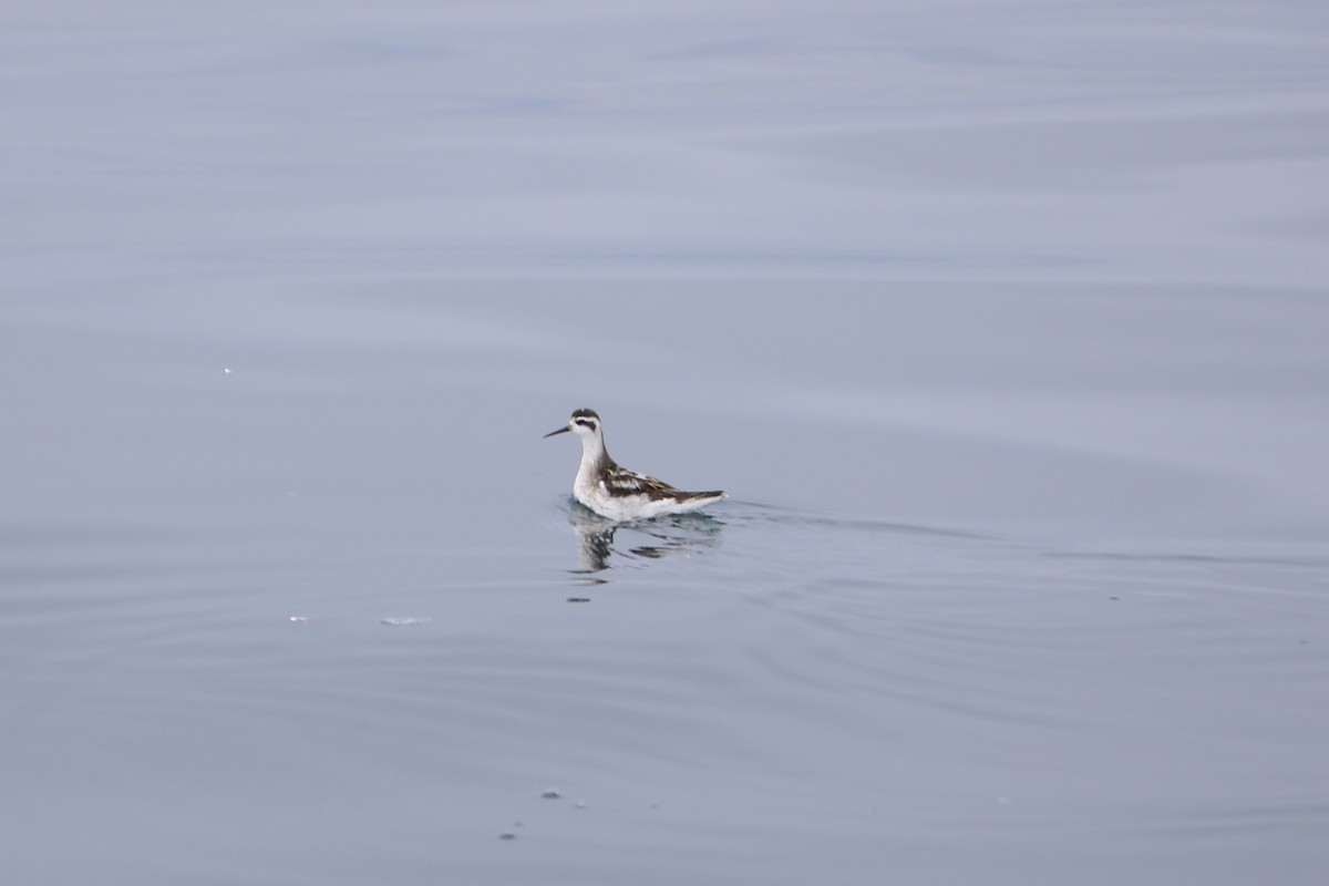Red-necked Phalarope - ML642721198