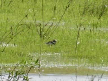 Semipalmated Plover - ML642721203