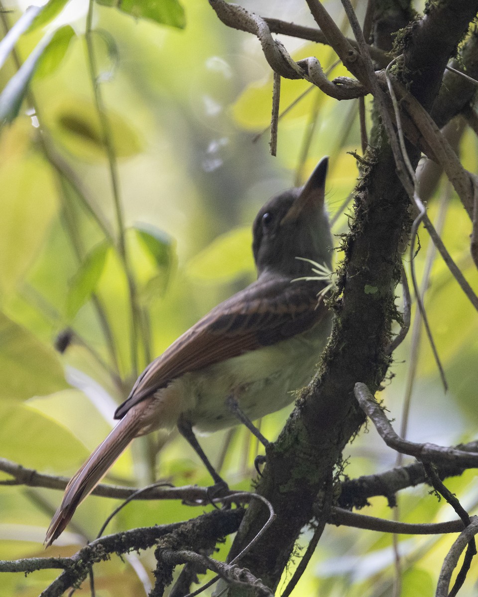 Rufous-tailed Flycatcher - ML642721220