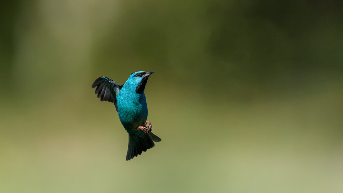 Dacnis bleu - ML642721227