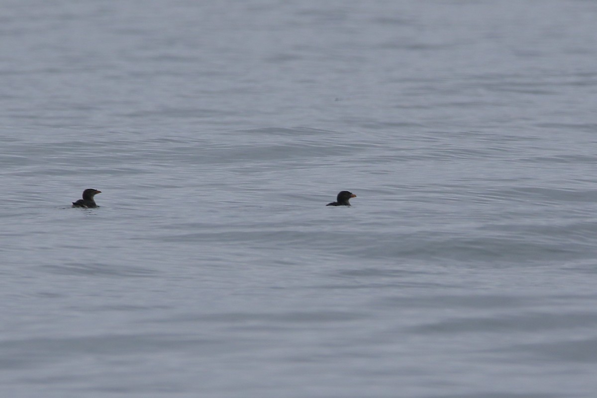 Rhinoceros Auklet - ML642721254