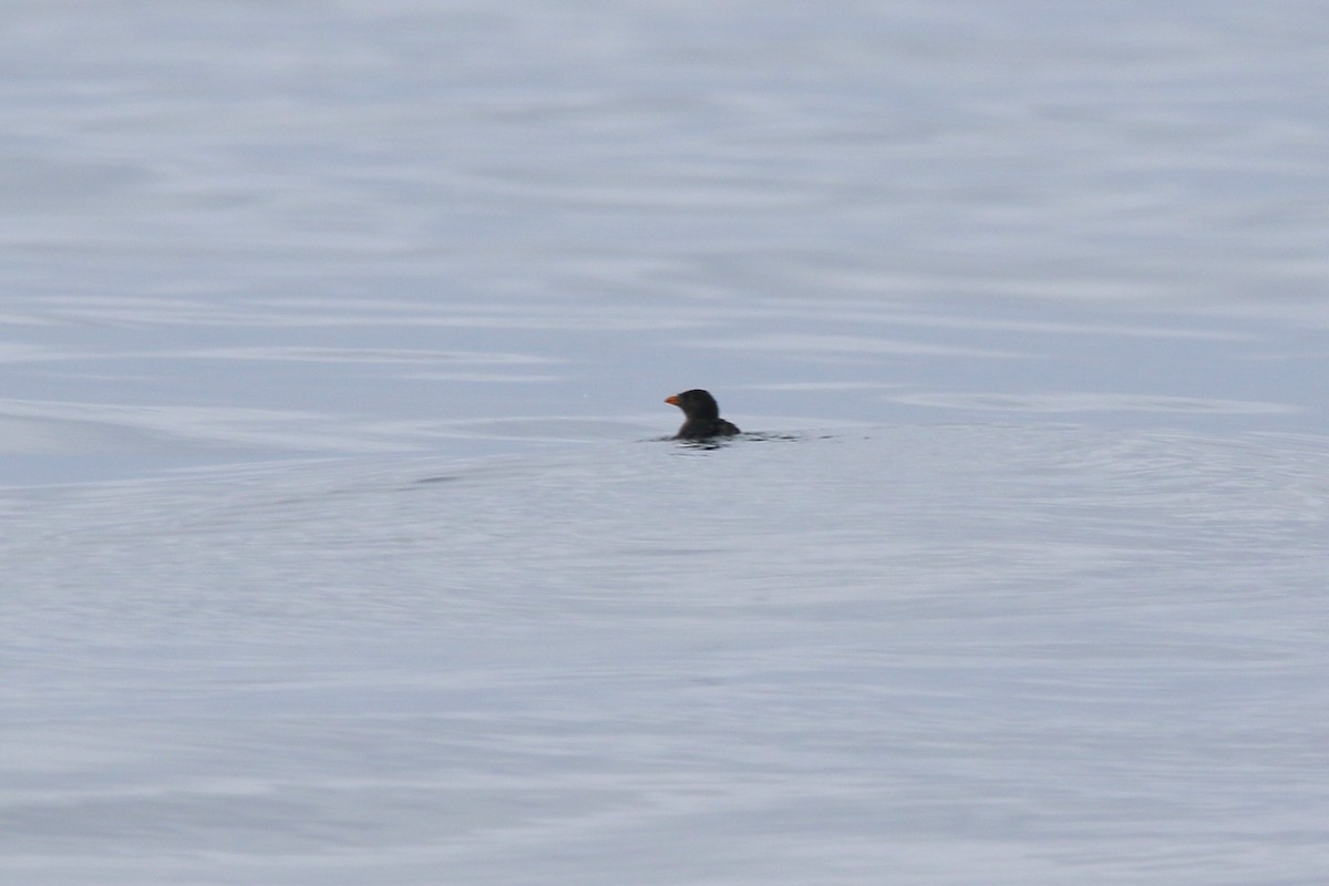 Rhinoceros Auklet - ML642721255