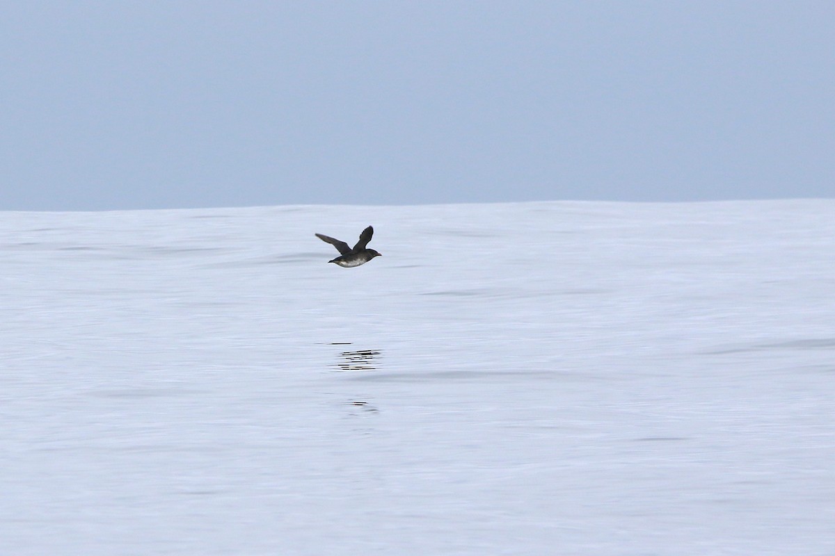 Rhinoceros Auklet - ML642721256