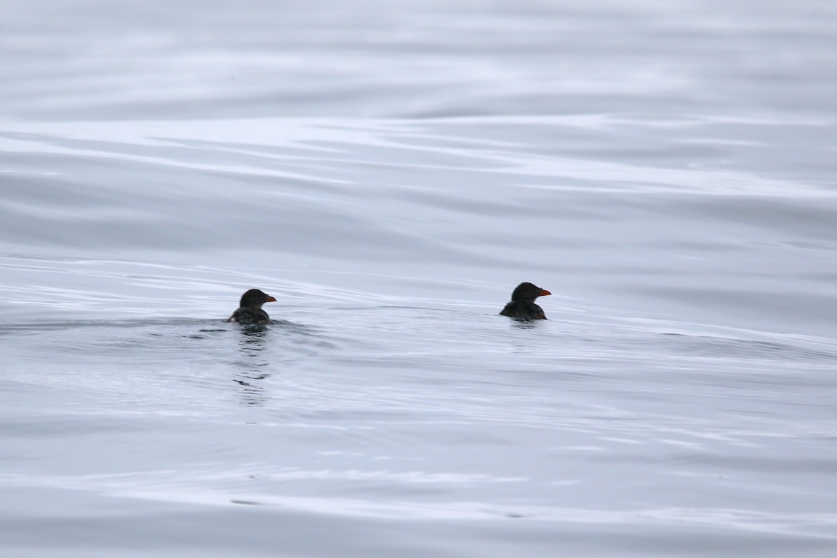 Rhinoceros Auklet - ML642721257
