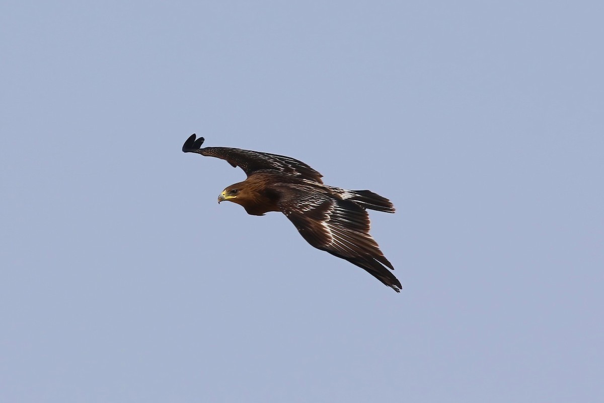 Águila Moteada - ML642721264