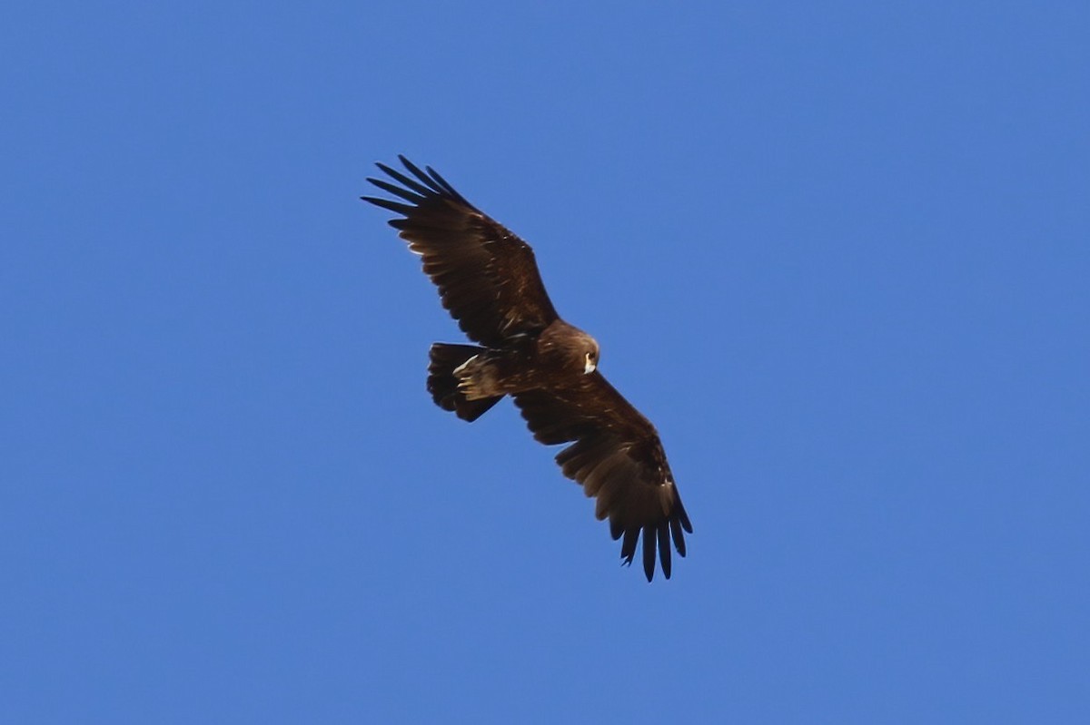 Águila Moteada - ML642721265