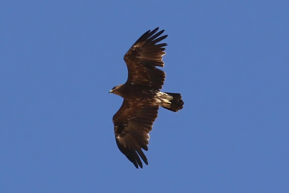 Águila Moteada - ML642721266