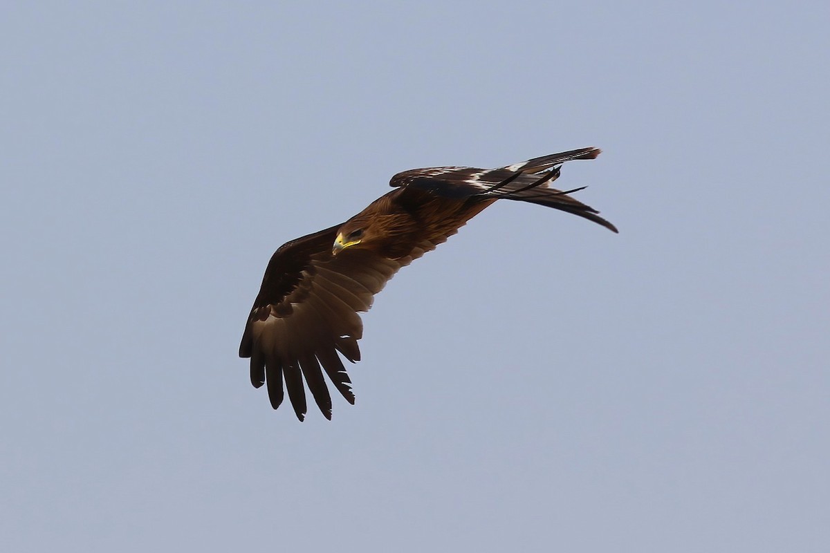 Águila Moteada - ML642721267