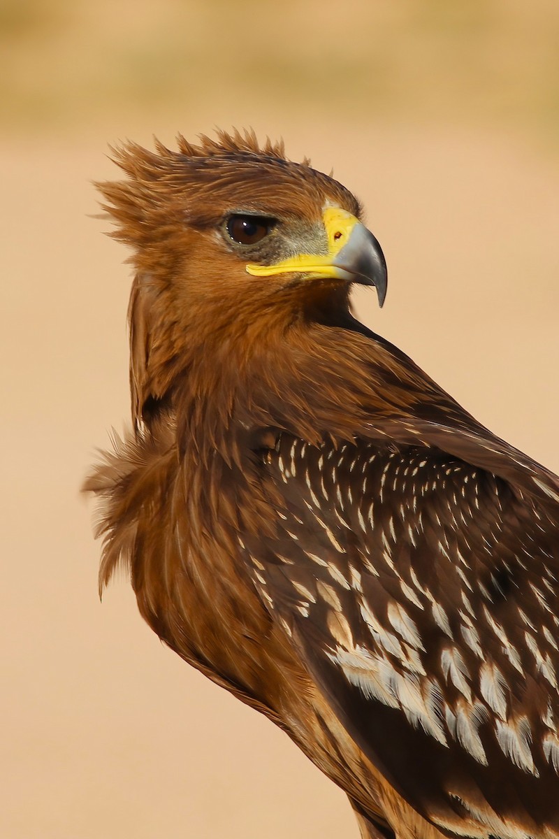 Águila Moteada - ML642721268
