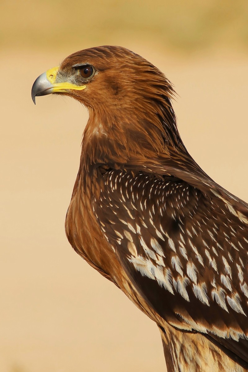 Águila Moteada - ML642721269