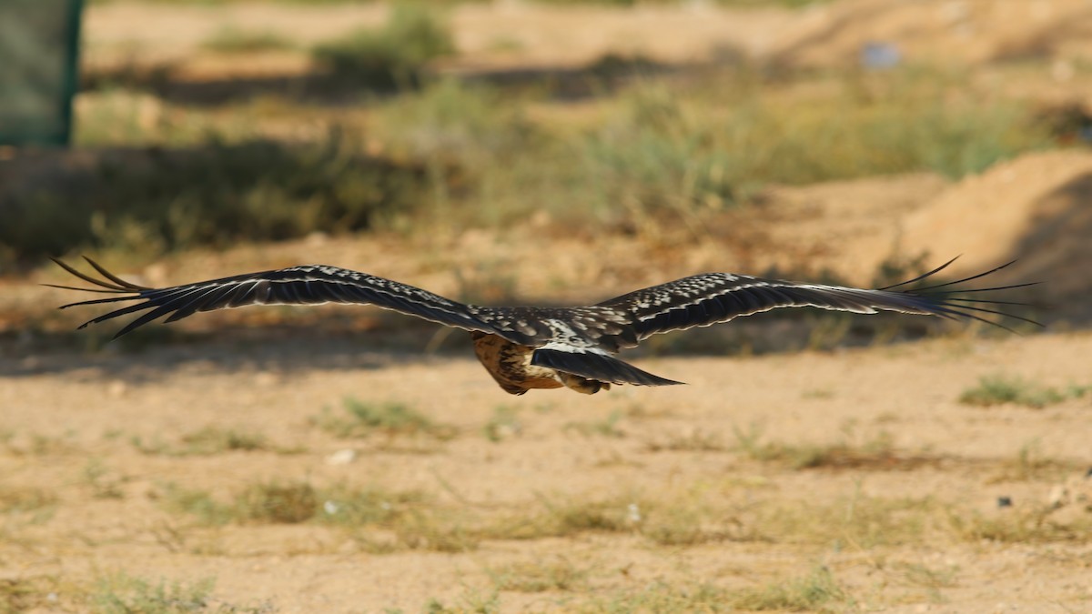 Águila Moteada - ML642721270