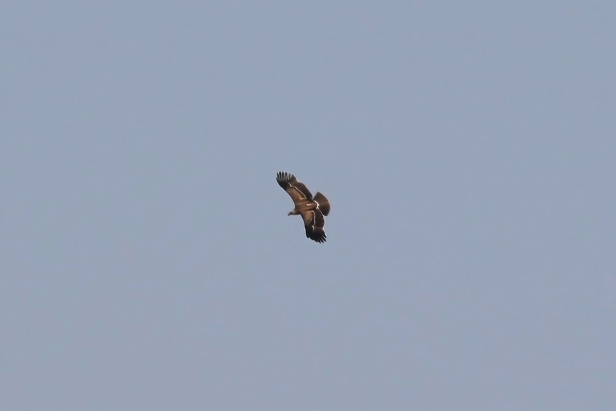 Águila Moteada - ML642721271