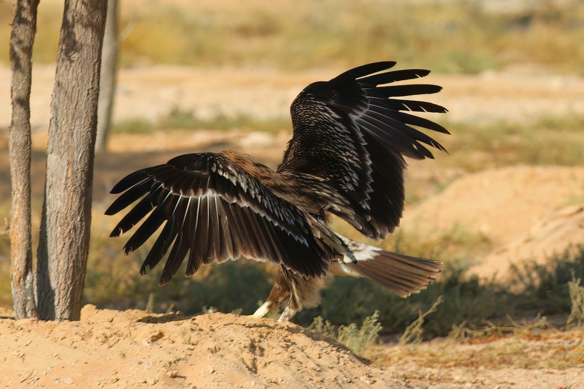 Águila Moteada - ML642721272