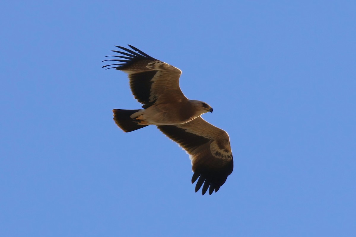 Águila Moteada - ML642721273