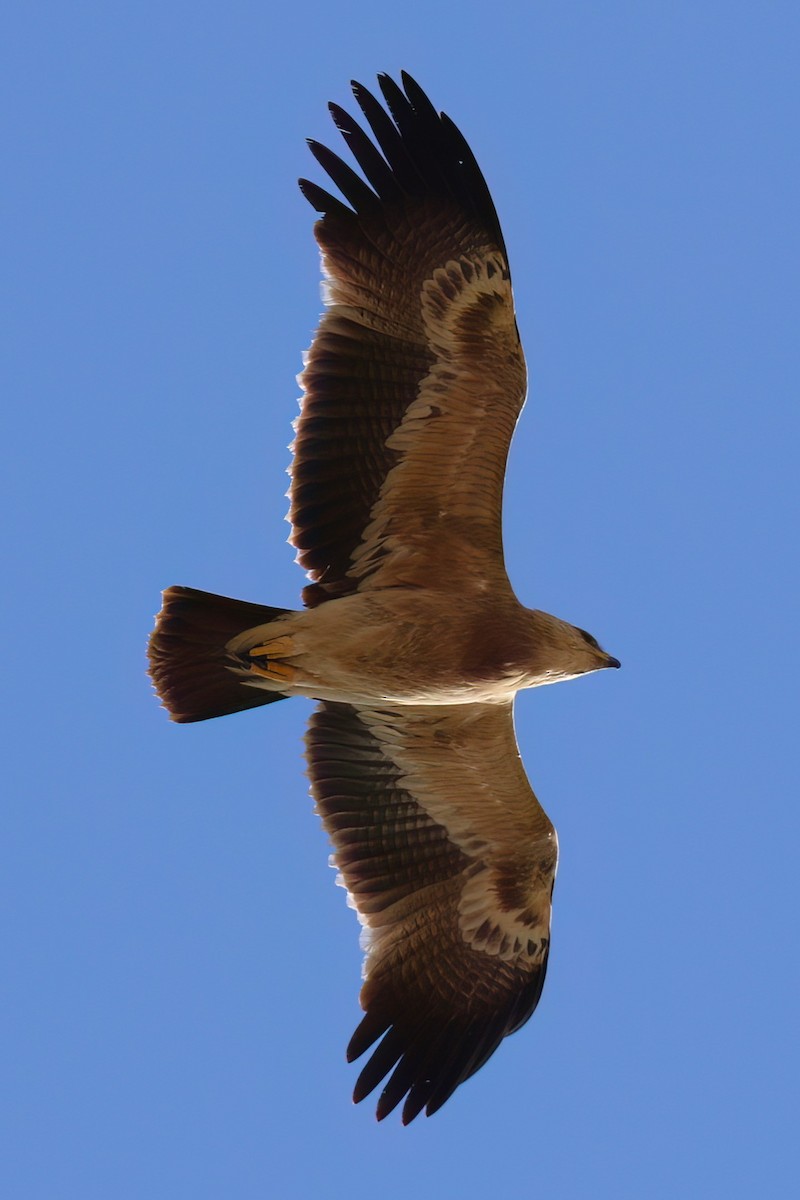 Águila Moteada - ML642721274