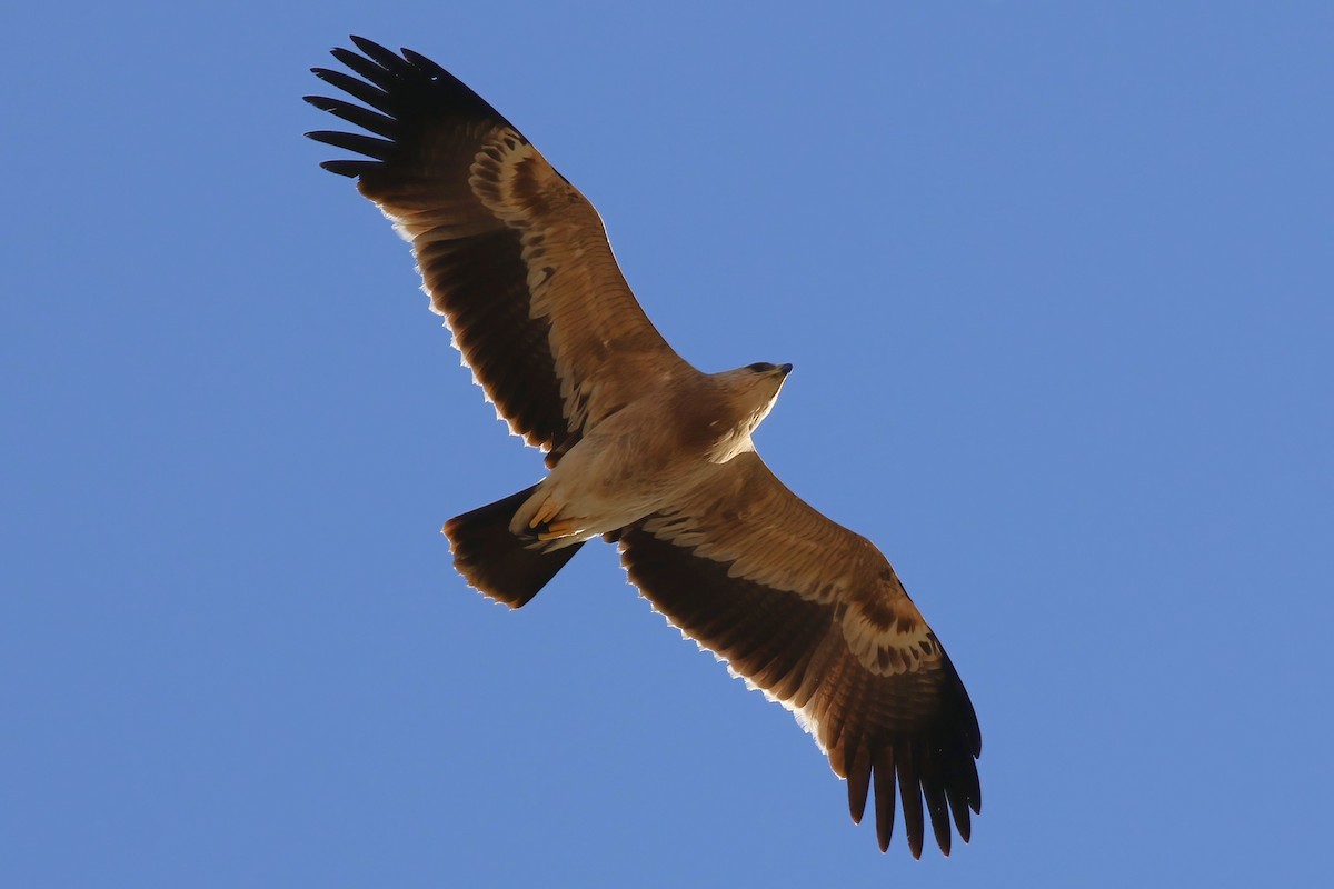 Águila Moteada - ML642721275