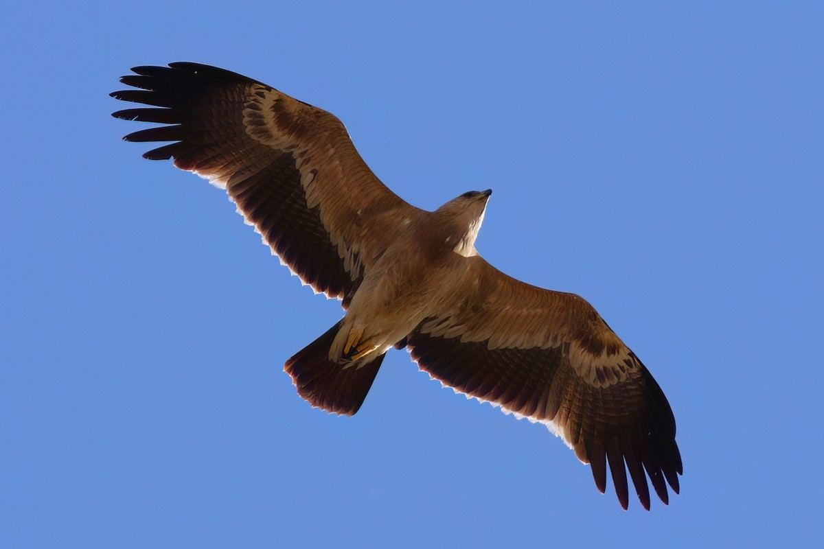 Águila Moteada - ML642721276