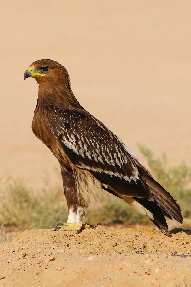 Águila Moteada - ML642721277
