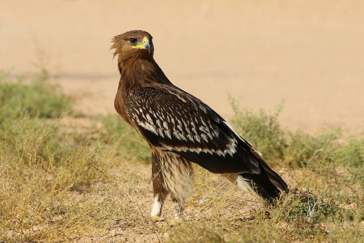 Águila Moteada - ML642721278