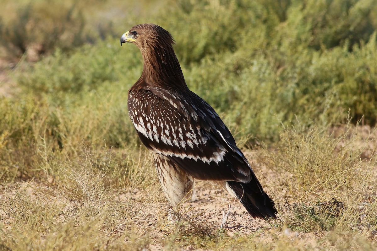 Águila Moteada - ML642721279