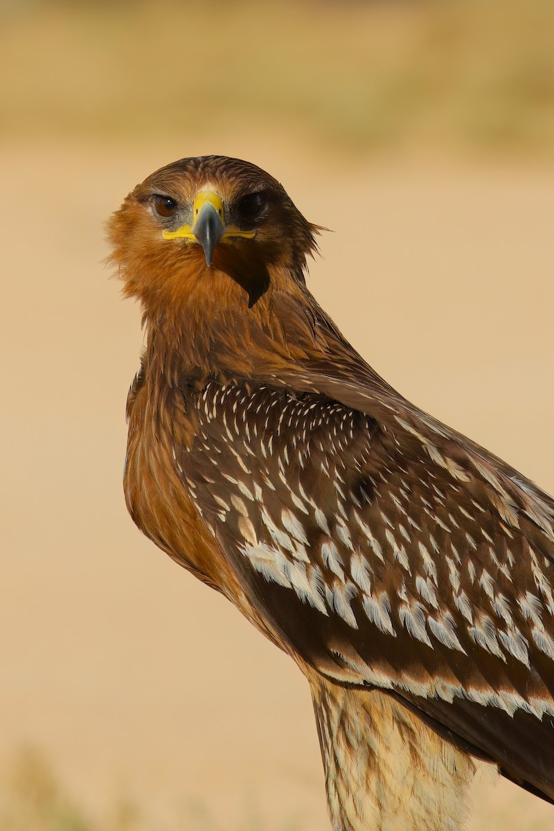 Águila Moteada - ML642721280