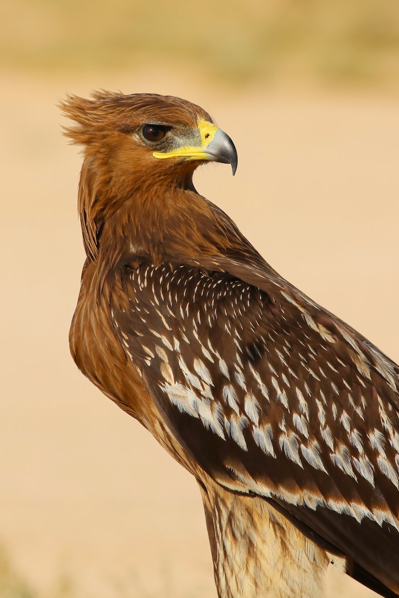 Águila Moteada - ML642721281
