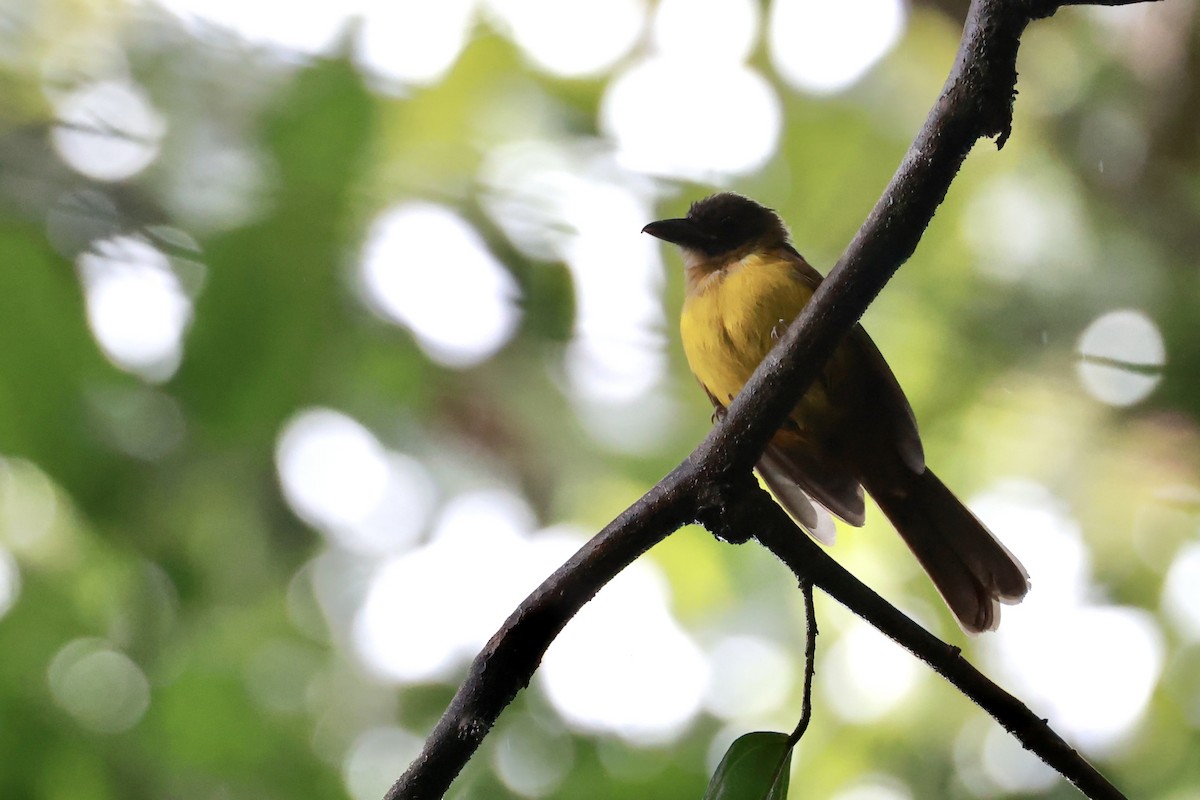 White-throated Shrike-Tanager - ML642721284