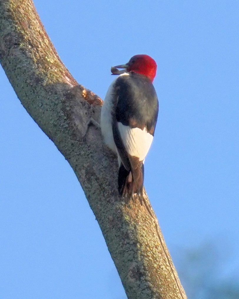 ズアカキツツキ - ML642721299