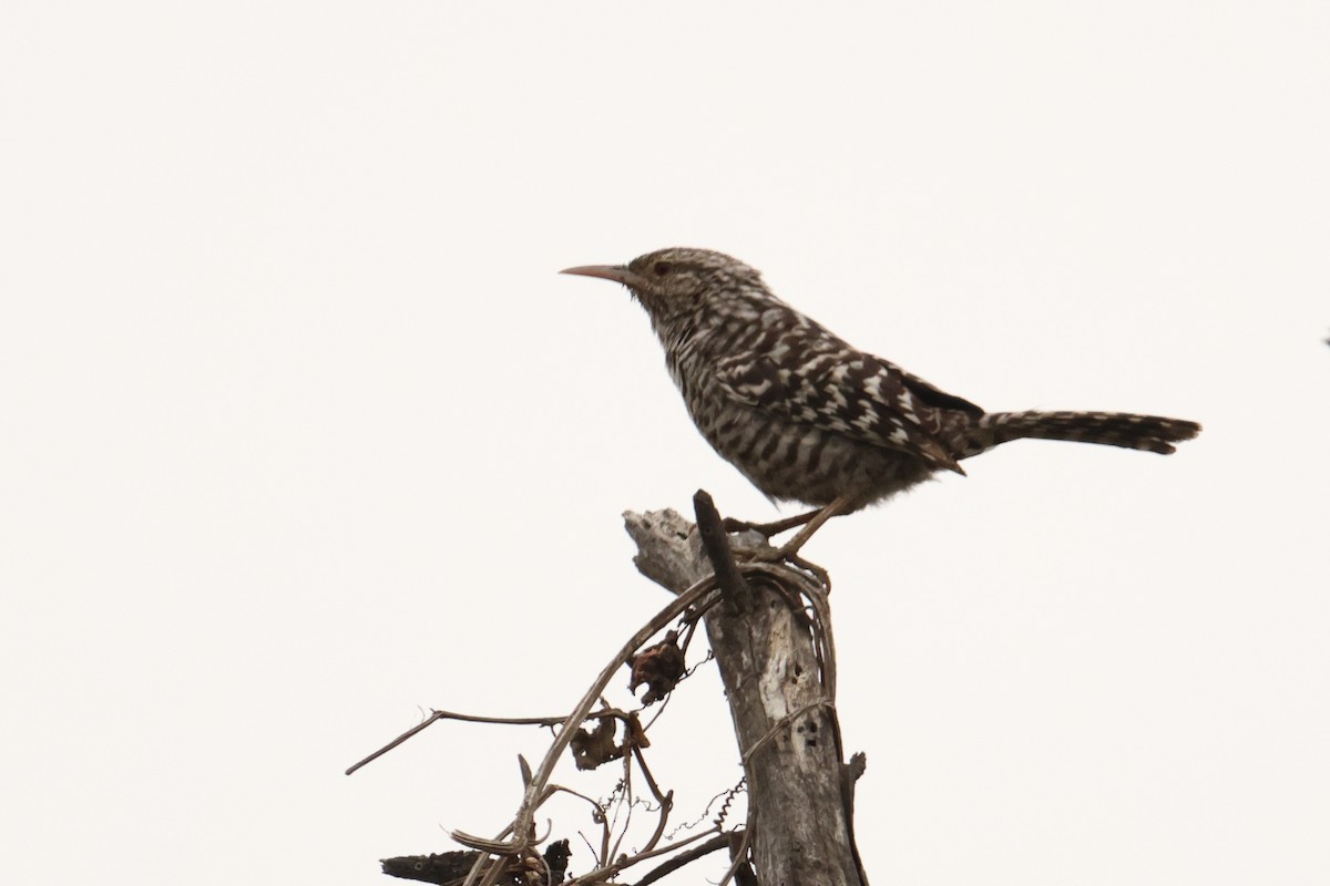 Fasciated Wren - ML642721312