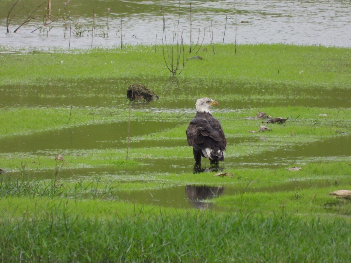 Bald Eagle - ML642721325