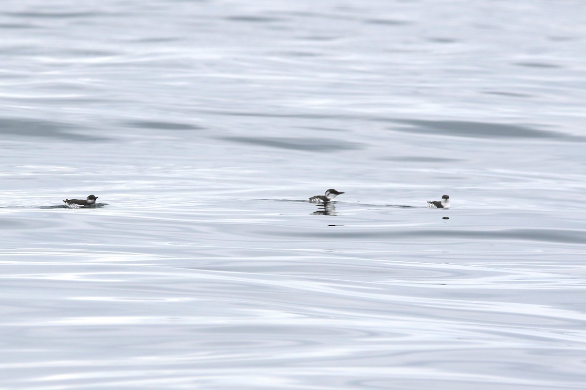 Common Murre - ML642721346