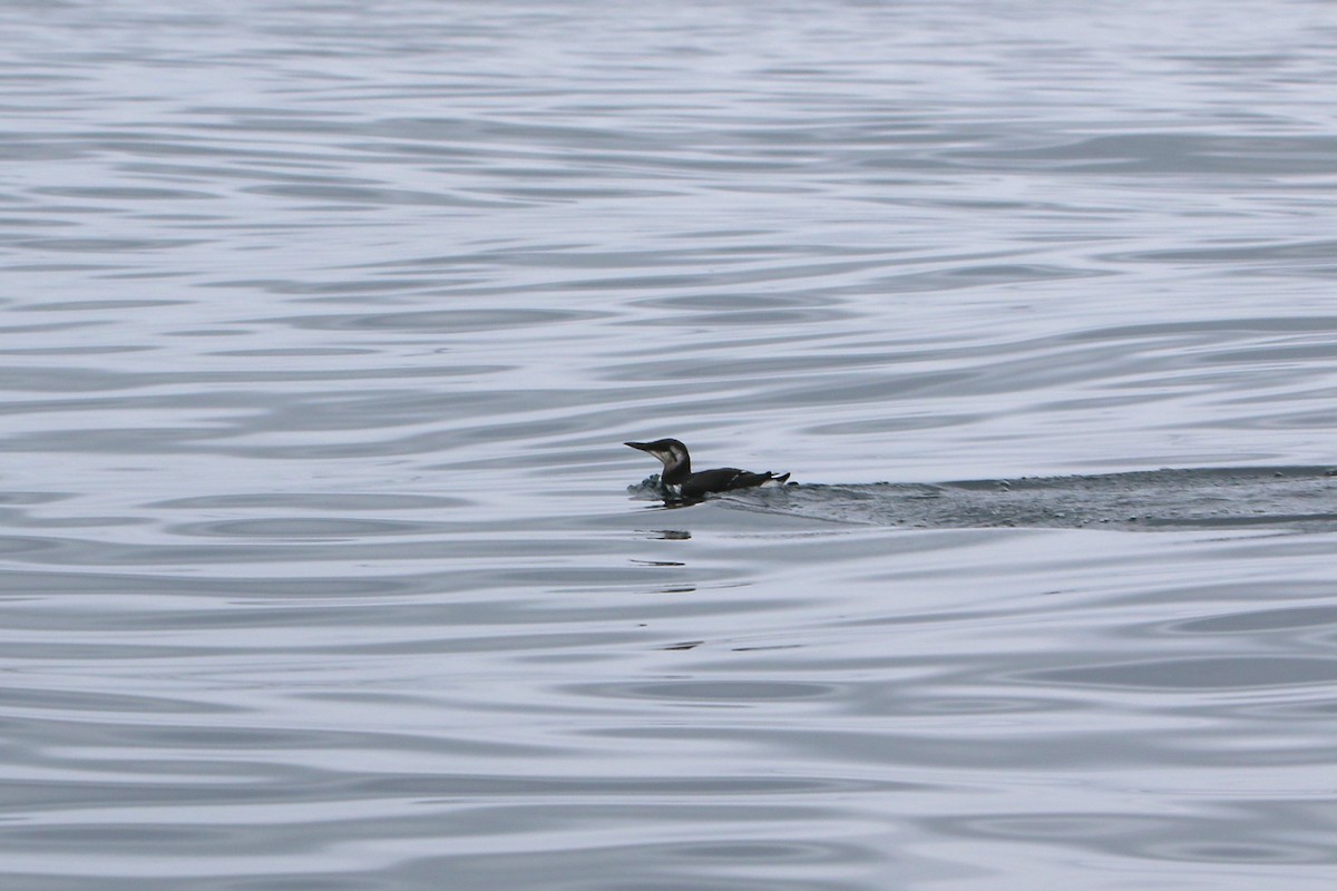 Common Murre - ML642721347